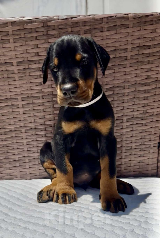 Собаки в Севастополе: Щенки добермана питомник РКФ FCI Мальчик, 80 000 руб. - фото 6