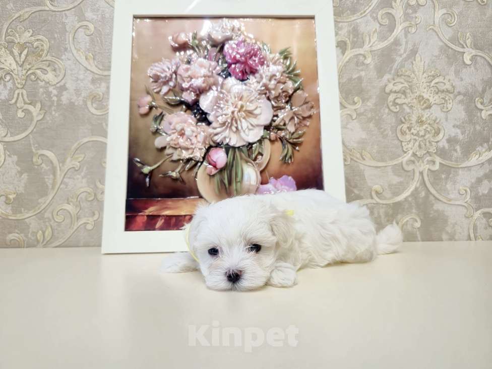 Собаки в Москве: Мальтезе мальчики Мальчик, 38 000 руб. - фото 3