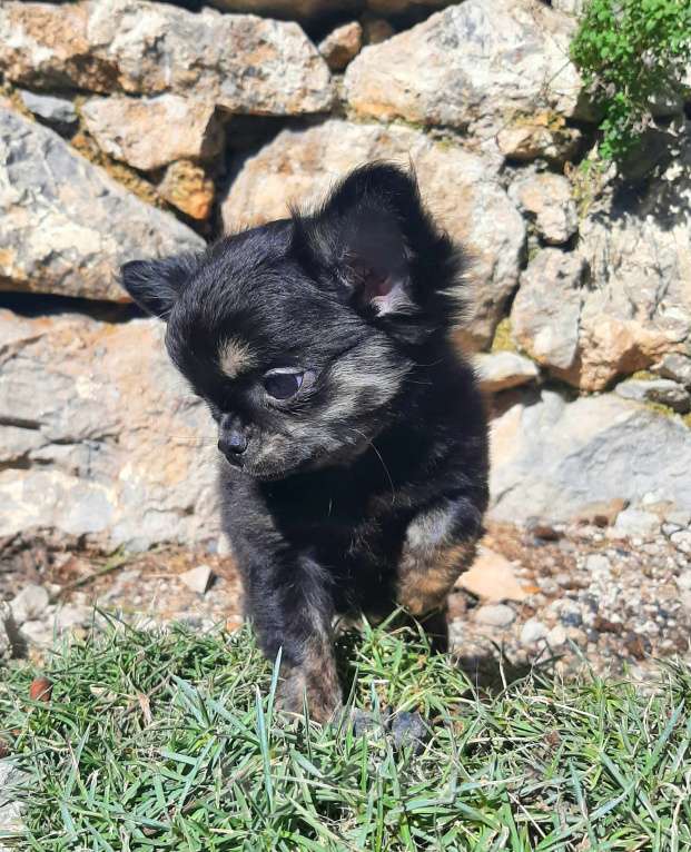 Собаки в Ялте: щенок чихуахуа Девочка, Бесплатно - фото 6