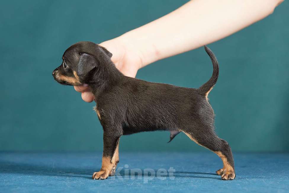 Собаки в Вологде: Предлагаются к продаже Мальчик, Бесплатно - фото 2