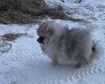 Собаки в Новосибирске: померанские   шпицы Мальчик, 35 000 руб. - фото 4