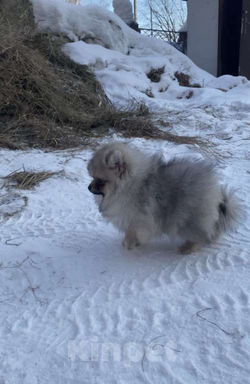 Собаки в Новосибирске: померанские   шпицы Мальчик, 35 000 руб. - фото 4