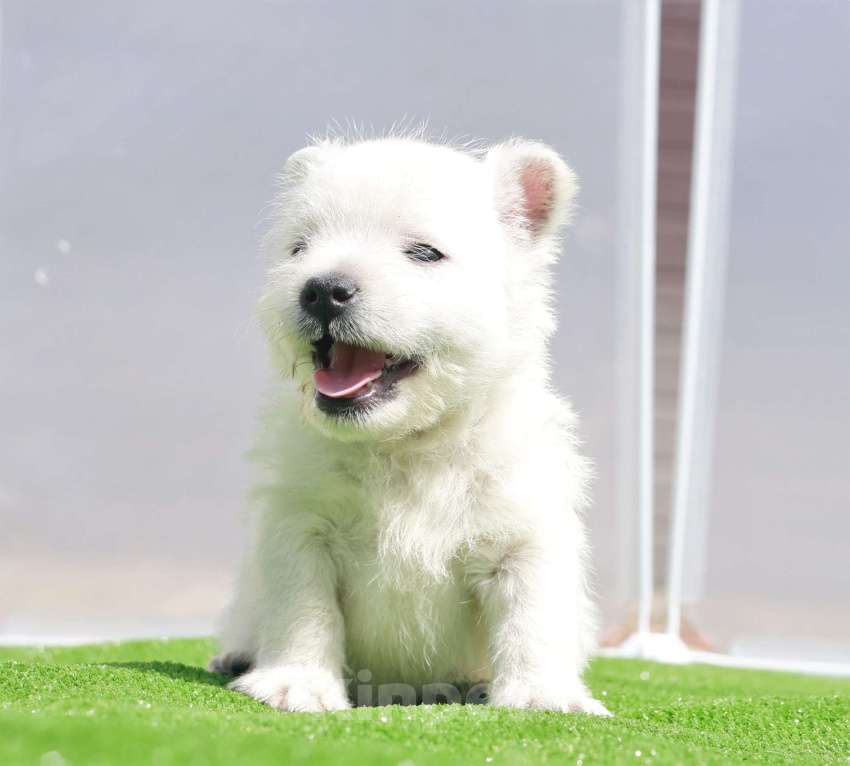 Собаки в Москве: вест хайленд вайт терьер Мальчик, 120 000 руб. - фото 4