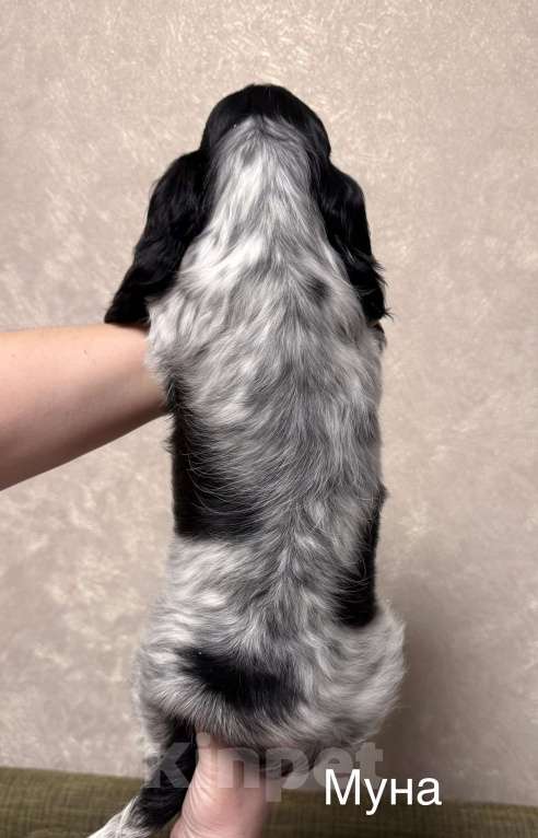 Собаки в Архангельске: Продается щенок английского кокер-спаниеля, девочка Девочка, 70 000 руб. - фото 5