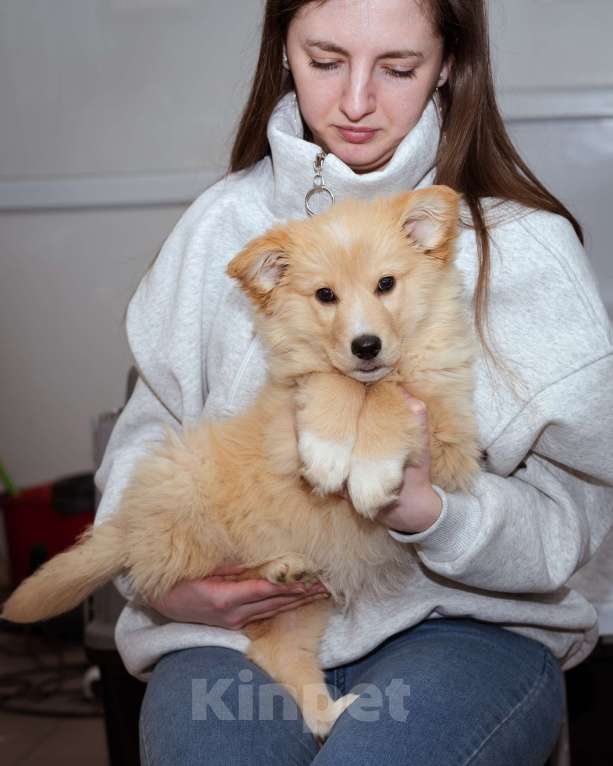 Собаки в Москве: Щенок-мальчик в добрые руки Мальчик, Бесплатно - фото 9