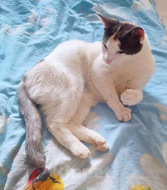 Кошки в Санкт-Петербурге: Зюфа ищет дом Девочка, Бесплатно - фото 1