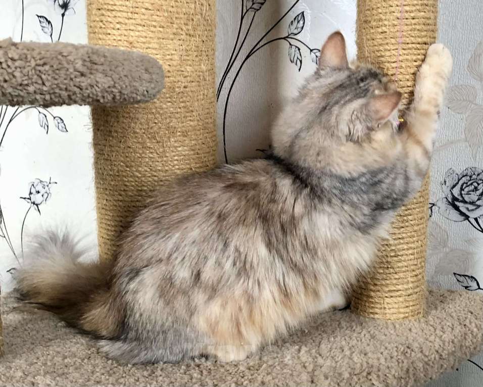 Кошки в Тюмени: Сибирский котёнок Мальчик, 35 000 руб. - фото 6