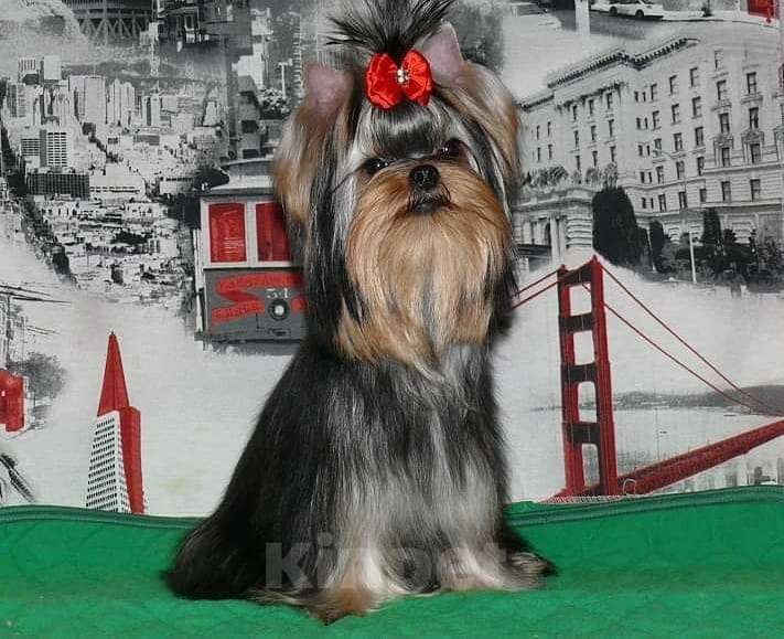 Собаки в Москве: Йорк Вязка Мальчик, 10 000 руб. - фото 2