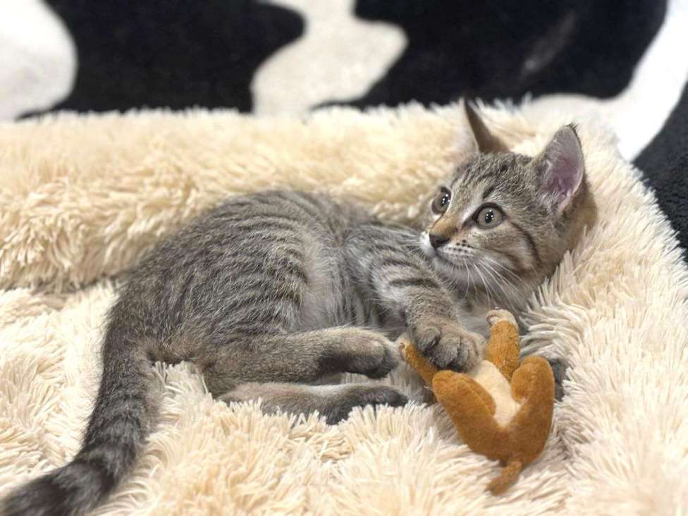 Кошки в Москве: Малыш Микки. Котенок в добрые руки. Мальчик, Бесплатно - фото 5