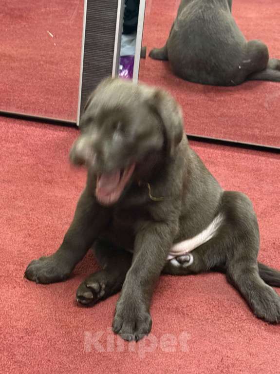 Собаки в Люберцах: Щенки Лабрадора -ретривера шоколадного окраса Девочка, 100 000 руб. - фото 9