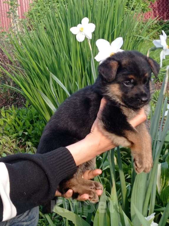 Собаки в Москве: Красивая девочка немецкой овчарки Девочка, 25 000 руб. - фото 3