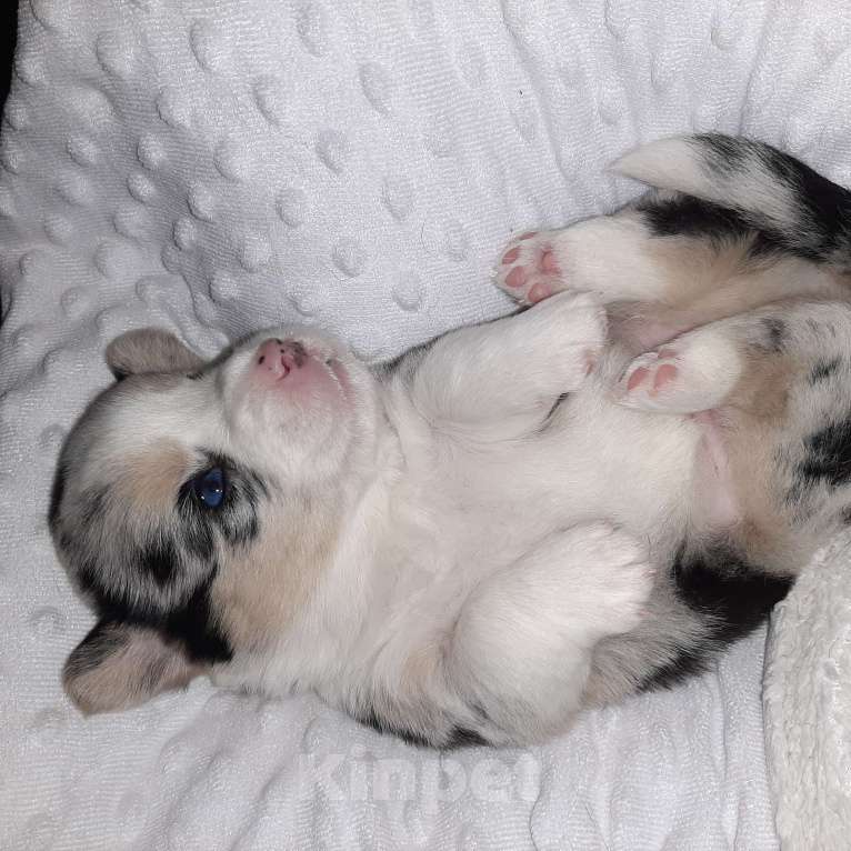 Собаки в Твери: Щенки Вельш Корги Кардиган Мальчик, 50 000 руб. - фото 5