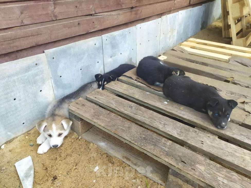 Собаки в Москве: 4 девочки щенки хаски подброшены к приюту Девочка, Бесплатно - фото 5