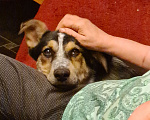 Собаки в Истре: Щенок Мартин Мальчик, Бесплатно - фото 6
