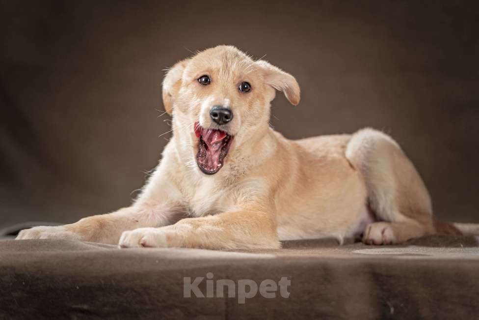 Собаки в Клине: Мелани — смышлёная и послушная леди, которая готова стать вашей гордостью Девочка, Бесплатно - фото 4