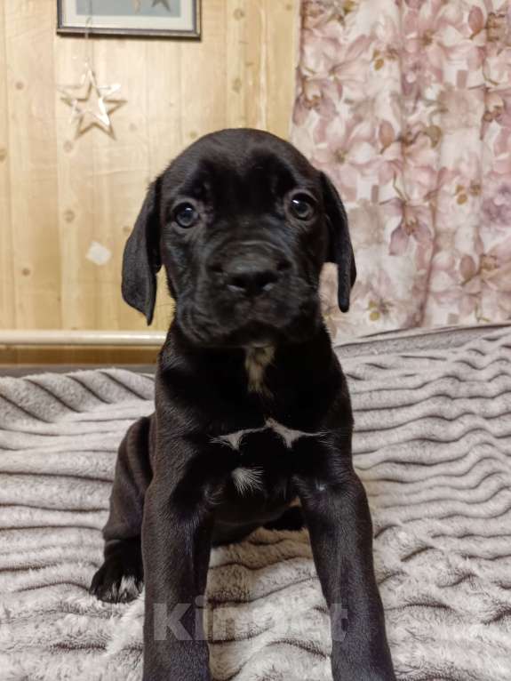 Собаки в других городах Забайкальского края: щенок Кане-корсо  Девочка, 20 000 руб. - фото 1