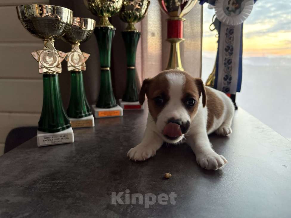 Собаки в других городах Московской области: Щенок Джек Рассел терьер Девочка, Бесплатно - фото 2