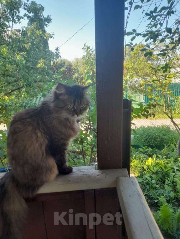 Кошки в Воронеже: Потерялась кошечка Девочка, 2 000 руб. - фото 2