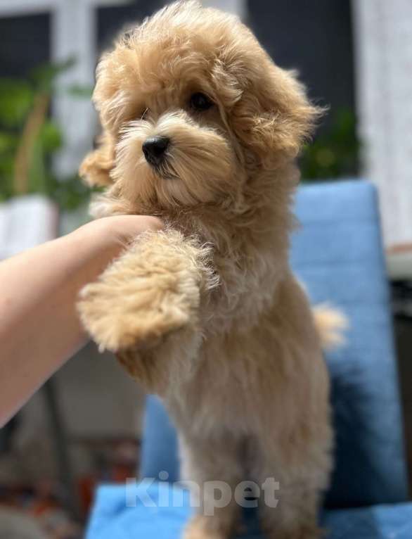 Собаки в Москве: Щенок мальтипу f1 девочка Девочка, 110 000 руб. - фото 6