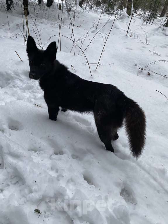 Собаки в Апрелевке: Ищу дом и хозяина красавице собачке! Девочка, Бесплатно - фото 2