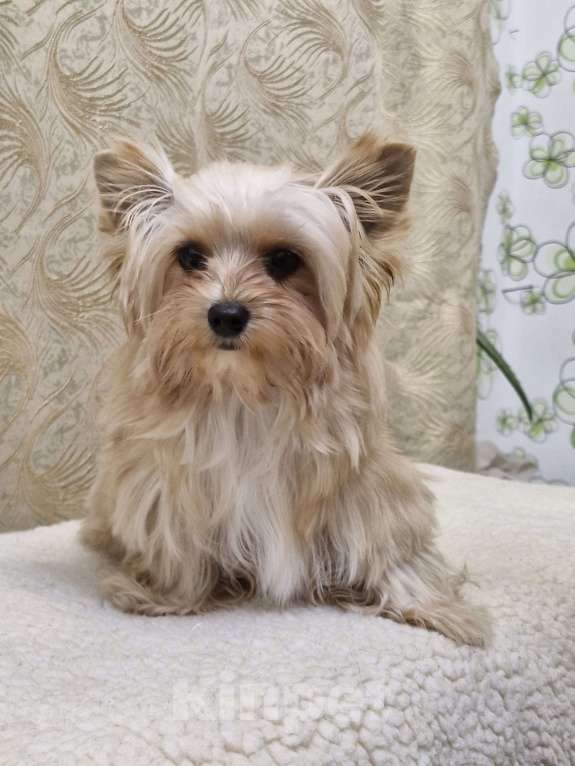 Собаки в Ростове-на-Дону: Голддаст йорк Мальчик, 30 000 руб. - фото 3