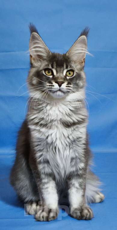 Кошки в Чайковском: Мирабела Девочка, 40 000 руб. - фото 4