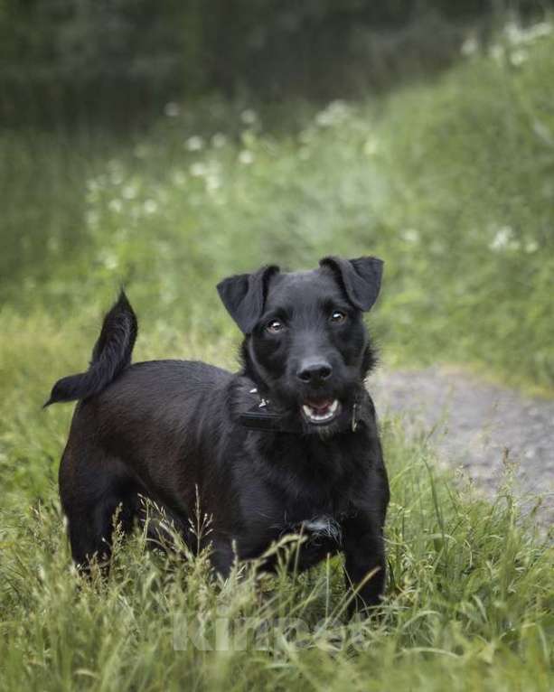 Собаки в Москве: Элвис — красавчик бородатик, коротколапик в поисках дома и семьи! Мальчик, Бесплатно - фото 4