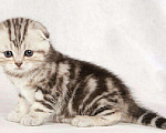 Кошки в Ленинске: Мраморные Котята, 13 000 руб. - фото 7