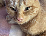 Кошки в Красноуральске: Котята, 200 руб. - фото 7