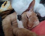 Кошки в Подольске: Ищем любящих хозяев  Мальчик, Бесплатно - фото 7