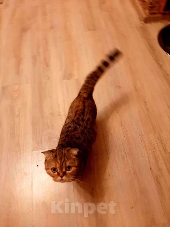 Кошки в других городах Московской области:  Продам кошку  Девочка, 10 000 руб. - фото 3