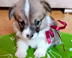 Собаки в Нижнем Новгороде: Предлагаются на продажу щенки вельш-корги пемброк Мальчик, 50 000 руб. - фото 1