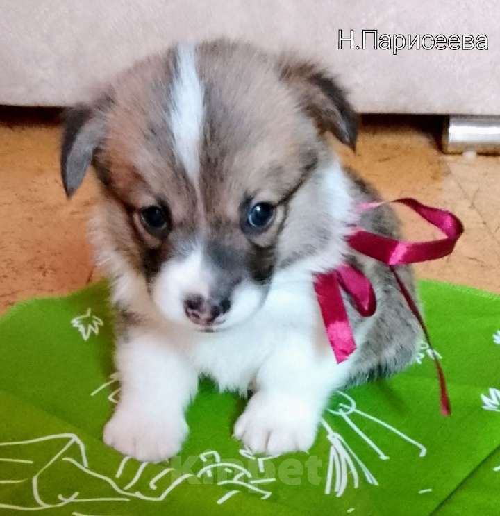 Собаки в Нижнем Новгороде: Предлагаются на продажу щенки вельш-корги пемброк Мальчик, 50 000 руб. - фото 1