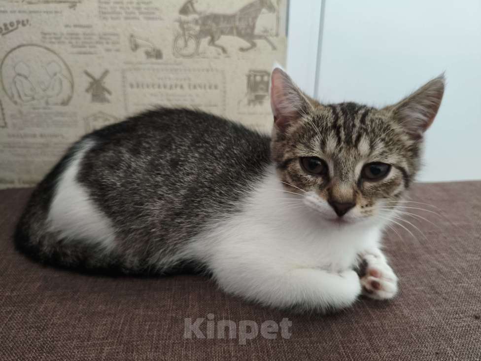 Кошки в других городах Московской области: котёнок Девочка, Бесплатно - фото 10