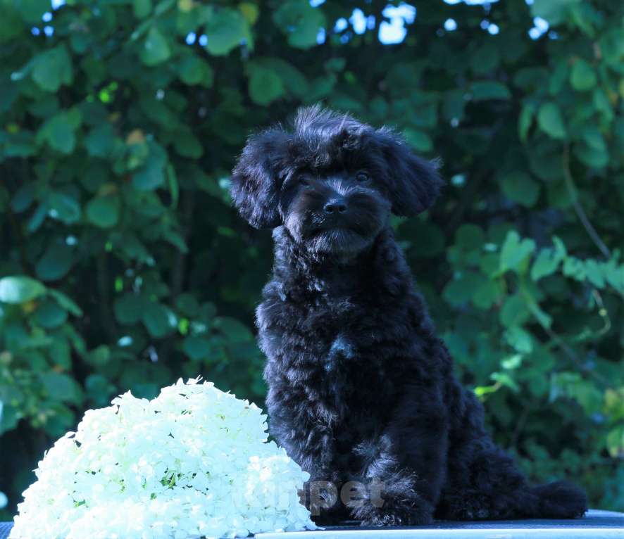 Собаки в Москве: мальтипу Ф1 щенки Девочка, 90 000 руб. - фото 9