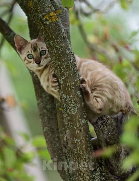 Кошки в Ивантеевке: Бенгальский котёнок Немо Мальчик, 35 000 руб. - фото 3