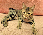 Кошки в Фрязино: Котята Курильский бобтейл кошечки Девочка, 12 000 руб. - фото 2