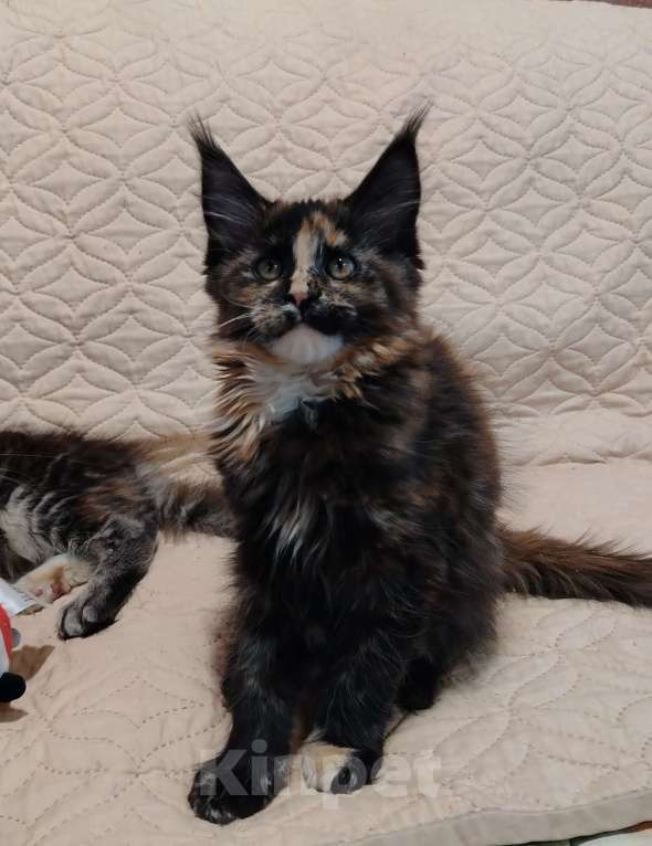 Кошки в других городах Воронежской области: Малышка 3 Девочка, 10 000 руб. - фото 1