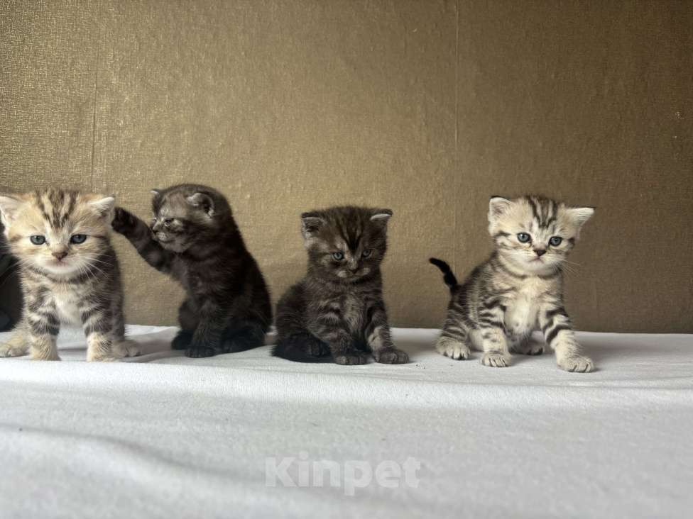 Кошки в Новокузнецке: Шотландский котенок  Девочка, 7 000 руб. - фото 1