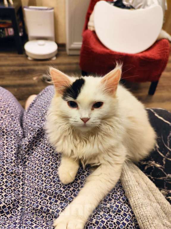 Кошки в Люберцах: Манчкин лонг Мальчик, 15 000 руб. - фото 4