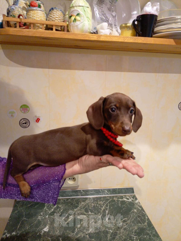 Собаки в Москве: Девочка 1700гр Девочка, 70 000 руб. - фото 7