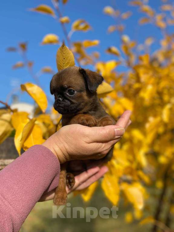 Собаки в Всеволожске: щенок Мальчик, 50 000 руб. - фото 1