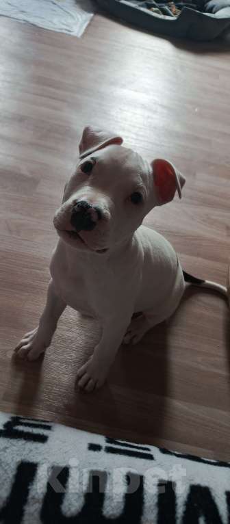 Собаки в Санкт-Петербурге: Продам Американского Стаффордширского терьера Мальчик, 15 000 руб. - фото 2