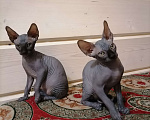 Кошки в Подольске: Котята сфинкса Мальчик, 15 000 руб. - фото 3