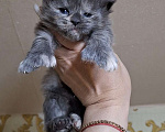 Кошки в Дмитрове: Котятки мейн-кун полидакт Мальчик, 40 000 руб. - фото 7