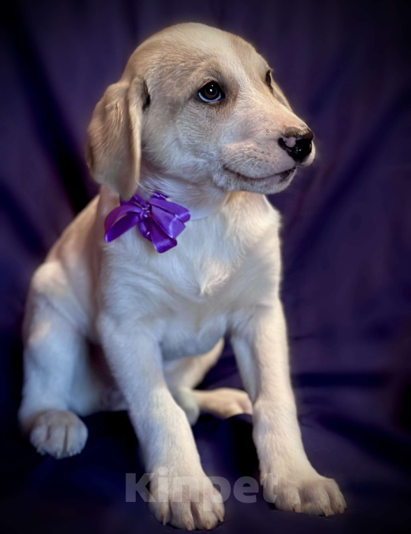 Собаки в Раменском: Вишня ищет любящую семью Девочка, 1 руб. - фото 4