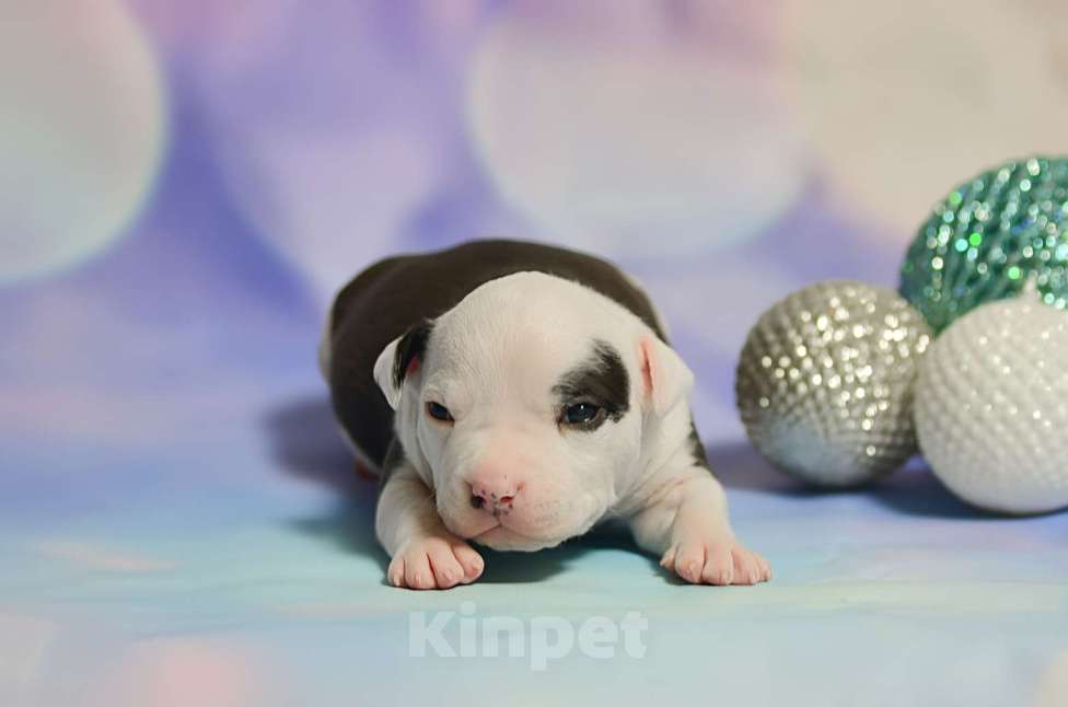Собаки в Люберцах: Красавчик амстафф Мальчик, 60 000 руб. - фото 1