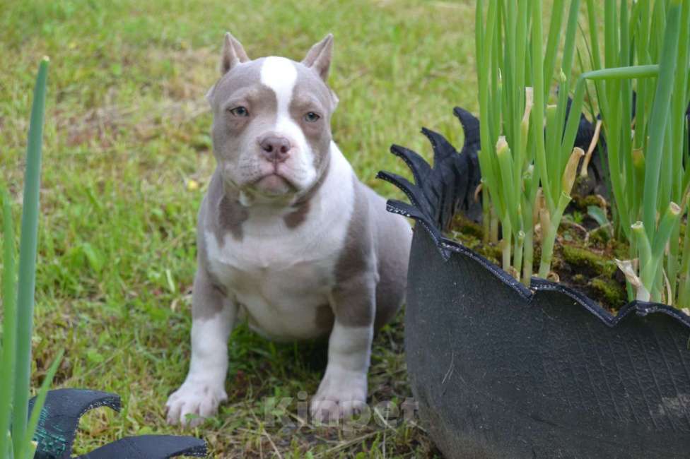 Собаки в Новосибирске: Щенки американский булли Девочка, Бесплатно - фото 7