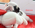 Собаки в Москве: Щенки французского бульдога от чемпионов Разнополые, 30 000 руб. - фото 3