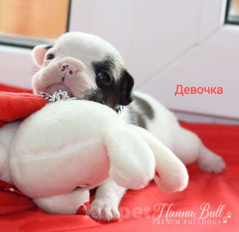 Собаки в Москве: Щенки французского бульдога от чемпионов Разнополые, 30 000 руб. - фото 3